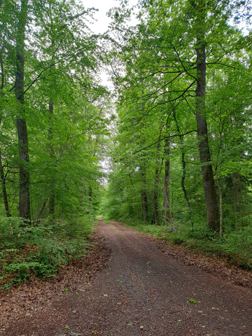 Forêt Hauts-de-France